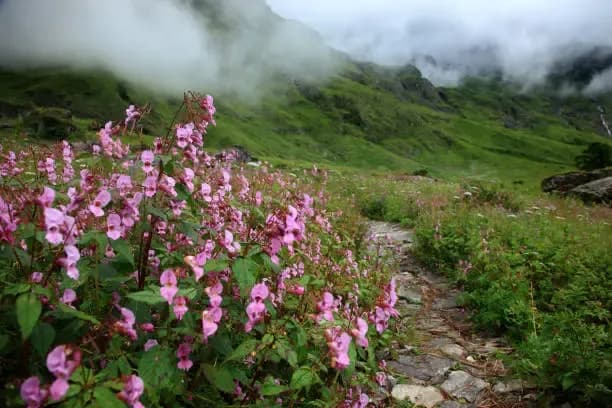 Valley of Flowers - Image 2